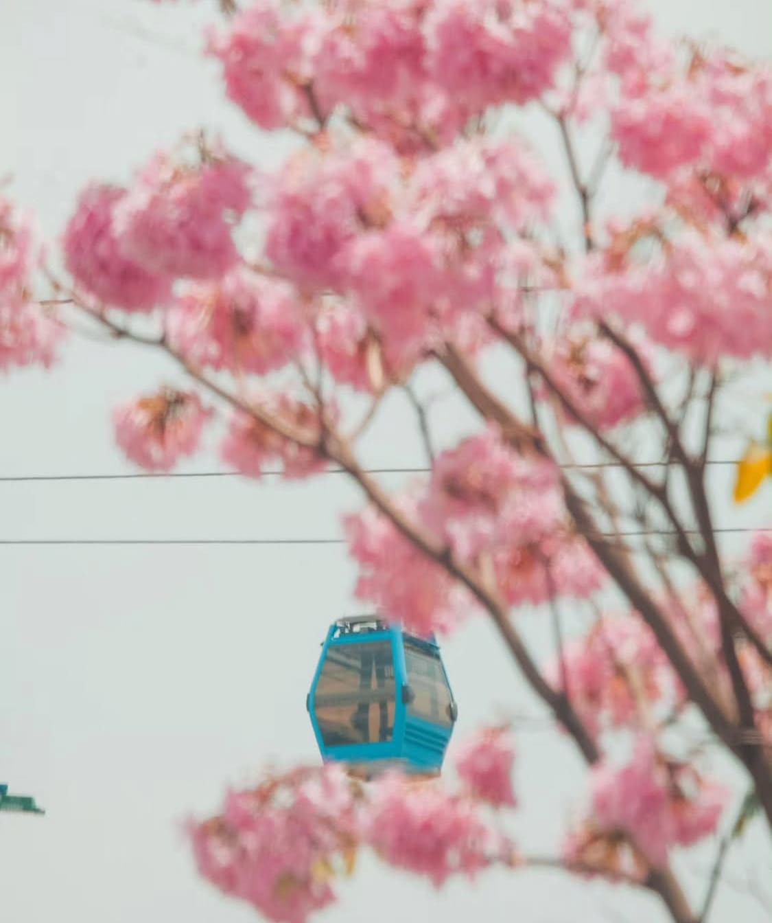 Teleférico de Cali pasando entre las flores rosadas de un guayacán