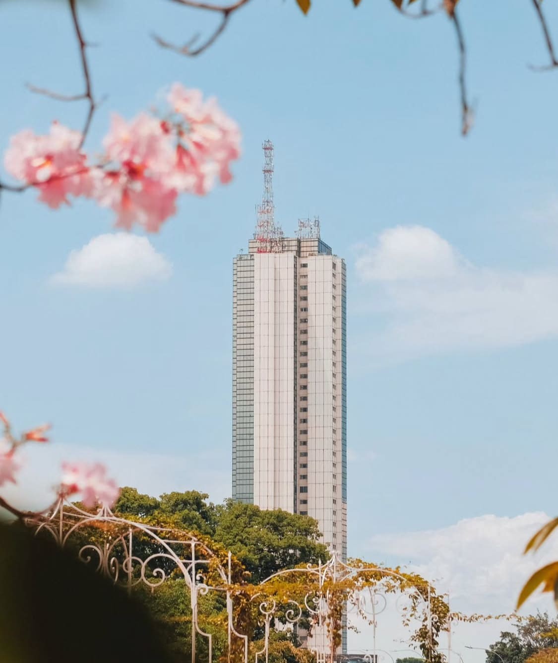 La Torre de Cali enmarcada por flores rosadas de guayacán